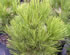 pinus_leucodermis_compact_gem_01 pinus_leucodermis_compact_gem_01