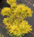 pinus_mugo_carstens_wintergold_01 pinus_mugo_carstens_wintergold_01