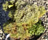 pinus_mugo_fishleinboden_01 pinus_mugo_fishleinboden_01
