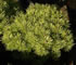 pinus_mugo_gnom_01 pinus_mugo_gnom_01