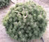 pinus_mugo_laurin_01 pinus_mugo_laurin_01