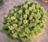 pinus_mugo_mops_01 pinus_mugo_mops_01