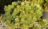 pinus_mugo_mughus_01 pinus_mugo_mughus_01