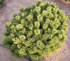 pinus_mugo_pumilio_01 pinus_mugo_pumilio_01