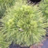 pinus_mugo_varella_01 pinus_mugo_varella_01