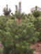 pinus_nigra_austriaca_01 pinus_nigra_austriaca_01