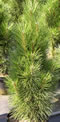 pinus_nigra_caprice_01 pinus_nigra_caprice_01