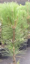 pinus_nigra_green_rocket_01 pinus_nigra_green_rocket_01