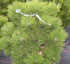 pinus_nigra_helga_01 pinus_nigra_helga_01