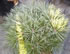 pinus_nigra_pierrick_bregeon_01 pinus_nigra_pierrick_bregeon_01