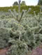 pinus_parviflora_glauca_01 pinus_parviflora_glauca_01