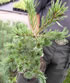 pinus_parviflora_negishi_01 pinus_parviflora_negishi_01