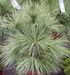 pinus_schwerinii_wiethorst_01 pinus_schwerinii_wiethorst_01