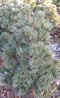 pinus_strobus_krugers_liliput_01 pinus_strobus_krugers_liliput_01