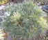 pinus_strobus_radiata_01 pinus_strobus_radiata_01
