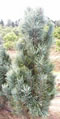 pinus_sylvestris_fastigiata_01 pinus_sylvestris_fastigiata_01