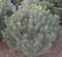 pinus_sylvestris_nana_01 pinus_sylvestris_nana_01