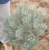 pinus_sylvestris_watereri_01 pinus_sylvestris_watereri_01