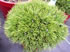 pinus_uncinata_grune_welle_01 pinus_uncinata_grune_welle_01