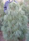 pinus_wallichiana_01 pinus_wallichiana_01