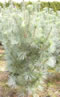 pinus_wallichiana_densa_hill_01 pinus_wallichiana_densa_hill_01