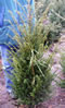 taxus_baccata_01 taxus_baccata_01