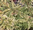 taxus_baccata_adpressa_aurea_01 taxus_baccata_adpressa_aurea_01