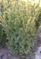 taxus_baccata_elegantissima_01 taxus_baccata_elegantissima_01