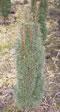 taxus_baccata_fastigiata_01 taxus_baccata_fastigiata_01