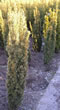 taxus_baccata_fastigiata_aureomarginata_01 taxus_baccata_fastigiata_aureomarginata_01