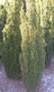 taxus_baccata_fastigiata_robusta_01 taxus_baccata_fastigiata_robusta_01