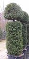 taxus_baccata_tvar_gula_valec_01 taxus_baccata_tvar_gula_valec_01