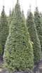 taxus_baccata_tvar_kuzel_01 taxus_baccata_tvar_kuzel_01
