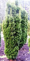 taxus_media_stricta_viridis_01 taxus_media_stricta_viridis_01