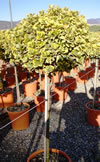 euonymus_japonica_aureomarginata_kmienik1 euonymus_japonica_aureomarginata_kmienik1