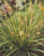 carex_morrowii_variegata01 carex_morrowii_variegata01