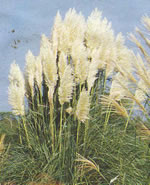 cortaderia_selloana01 cortaderia_selloana01