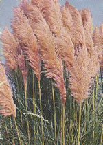 cortaderia_selloana_rosea01 cortaderia_selloana_rosea01